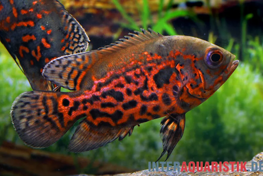 Oscar Rot-Tiger, Astronotus ocellatus