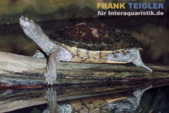 Ouachita-Höckerschildkröte, Graptemys ouachitensis ouachitensis