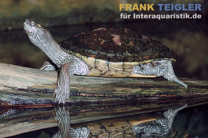 Ouachita-Höckerschildkröte, Graptemys ouachitensis ouachitensis