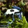 Oyapock Färberfrosch, Dendrobates tinctorius Oyapock