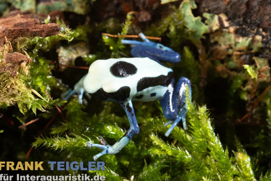 Oyapock Färberfrosch, Dendrobates tinctorius Oyapock