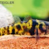 Ozelot-Goldringelgrundel, Brachygobius sp. "Ozelot", 5 Stück