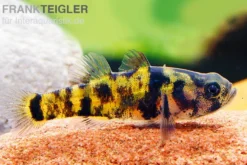 Ozelot-Goldringelgrundel, Brachygobius sp. "Ozelot", 5 Stück