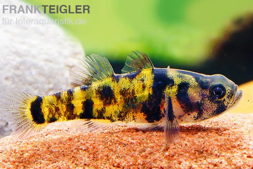 Ozelot-Goldringelgrundel, Brachygobius sp. "Ozelot", 5 Stück