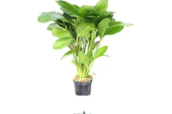 Ozelot-Schwertpflanze, Echinodorus sp.Ozelot, XXL Mutterpflanze