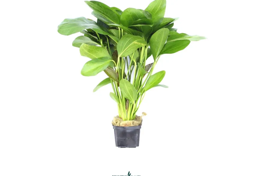 Ozelot-Schwertpflanze, Echinodorus sp.Ozelot, XXL Mutterpflanze