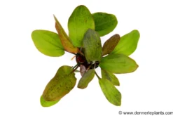 Ozelot-Schwertpflanze, Echinodorus sp.Ozelot, XL Pflanze