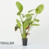 Ozelot-Schwertpflanze, Echinodorus sp. Ozelot, im Topf