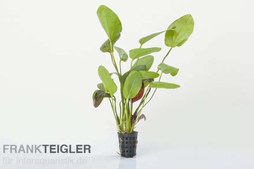 Ozelot-Schwertpflanze, Echinodorus sp. Ozelot, im Topf