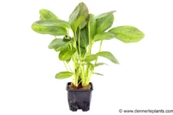 Ozelot-Schwertpflanze, Echinodorus sp. Ozelot, im Topf