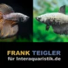 Paar: Halfmoon Kampffisch Copper, Betta splendens