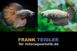 Paar: Halfmoon Kampffisch Copper, Betta splendens