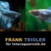 Paar: Halfmoon Kampffisch Copper Grey, Betta splendens