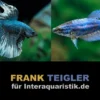 Paar: Halfmoon Kampffisch Copper blue, Betta splendens
