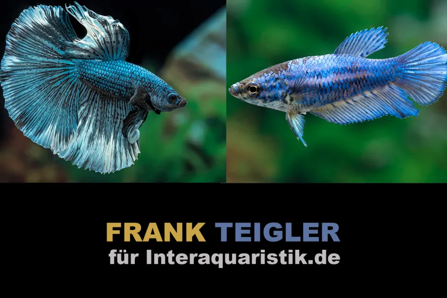 Paar: Halfmoon Kampffisch Copper blue, Betta splendens