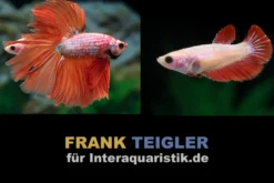 Paar: Halfmoon Kampffisch Dragon Red, Betta splendens