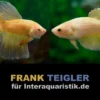Paar: Halfmoon Kampffisch Golden, Betta splendens