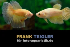 Paar: Halfmoon Kampffisch Golden, Betta splendens