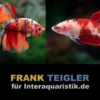 Paar: Halfmoon Kampffisch Koi, Betta splendens