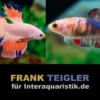 Paar: Halfmoon Kampffisch Multicolor, Betta splendens