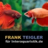 Paar: Halfmoon Kampffisch Super Red, Betta splendens