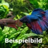 Paar: Kampffischpärchen Surprise, Betta splendens MIX