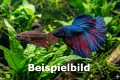 Paar: Kampffischpärchen Surprise, Betta splendens MIX