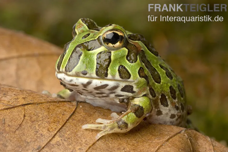 Pacman-Frog, Schmuckhornfrosch, Ceratophrys cranwelli