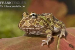 Pacman-Frog, Schmuckhornfrosch, Ceratophrys cranwelli