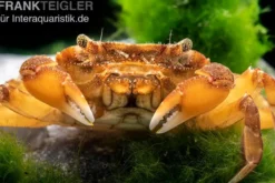 Paddler-Krabbe, Varuna yui, Zufällig ausgewählt