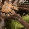 Paganus-Vogelspinne, Cyriopagopus schioedtei