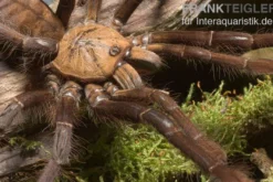Paganus-Vogelspinne, Cyriopagopus schioedtei