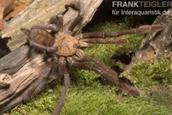 Paganus-Vogelspinne, Cyriopagopus schioedtei
