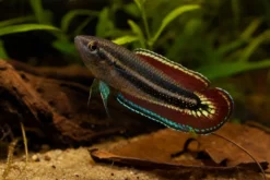 Pahu-Prachtgurami, Parosphromenus pahuensis