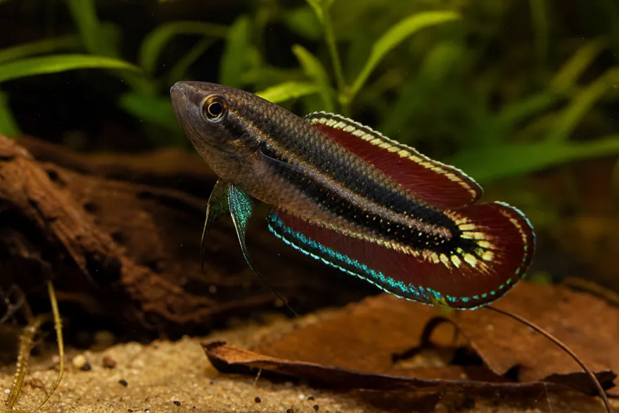 Pahu-Prachtgurami, Parosphromenus pahuensis