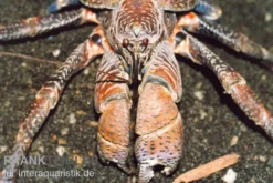 Palmendieb, Birgus latro ,Größe S, Ohne Geschlechtsauswahl