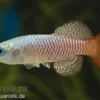 Palmqvists Prachtgrundkaerpfling, Nothobranchius palmquisti