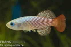 Palmqvists Prachtgrundkaerpfling, Nothobranchius palmquisti