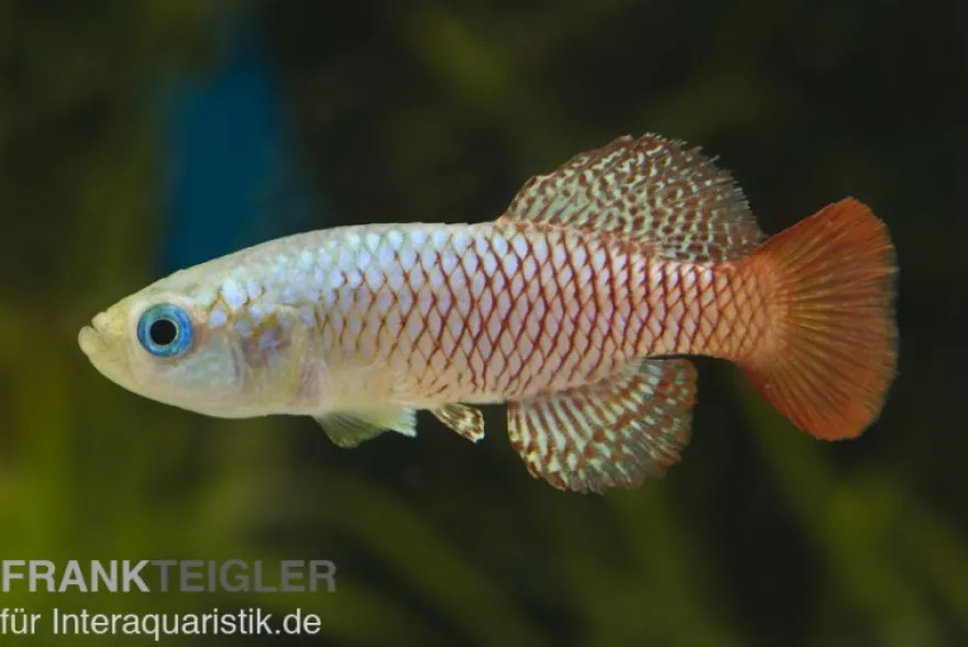 Palmqvists Prachtgrundkaerpfling, Nothobranchius palmquisti