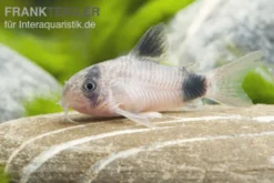 Panda-Panzerwels, Corydoras panda