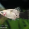 Panda-Platy, Xiphophorus maculatus