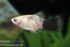 Panda-Platy, Xiphophorus maculatus