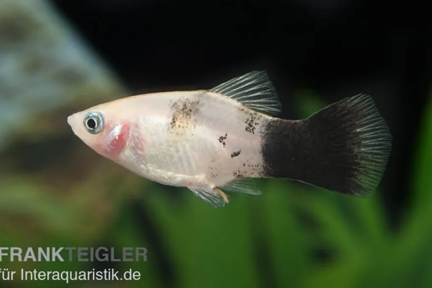 Panda-Platy, Xiphophorus maculatus