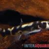 Pandaschmerle, Protomyzon pachychilus (Yaoshania pachychilus), NZ