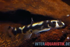 Pandaschmerle, Protomyzon pachychilus (Yaoshania pachychilus), NZ