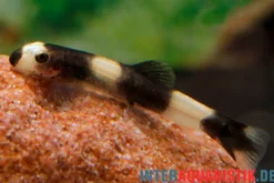 Pandaschmerle, Protomyzon pachychilus (Yaoshania pachychilus), NZ