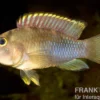 Panda-Zwergbuntbarsch, Apistogramma nijsseni, paarweise M