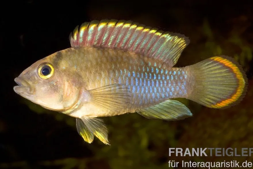 Panda-Zwergbuntbarsch, Apistogramma nijsseni, paarweise M