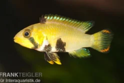 Panda-Zwergbuntbarsch, Apistogramma nijsseni, paarweise M