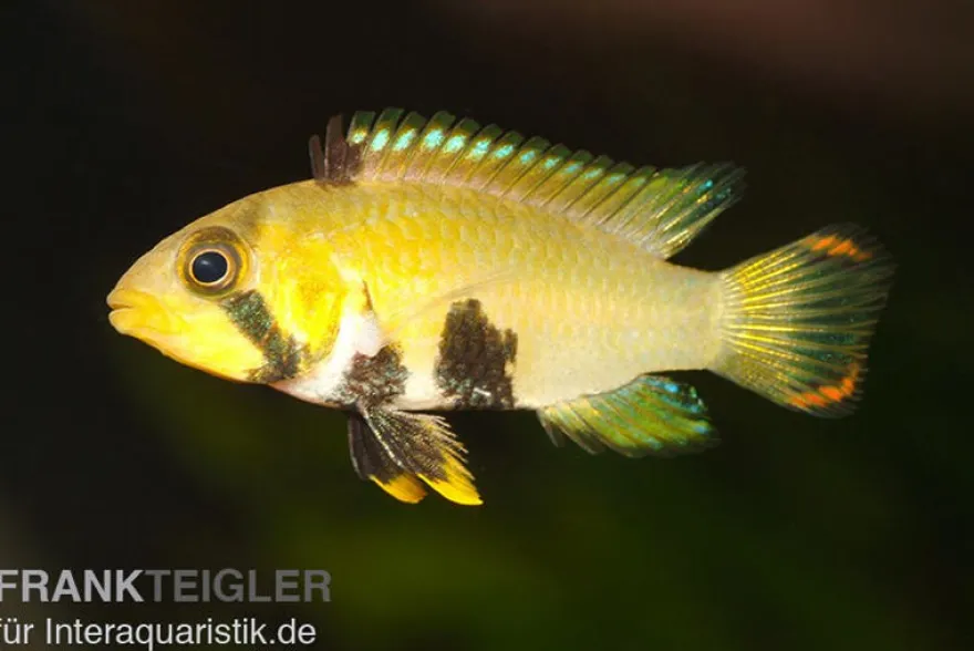Panda-Zwergbuntbarsch, Apistogramma nijsseni, paarweise M